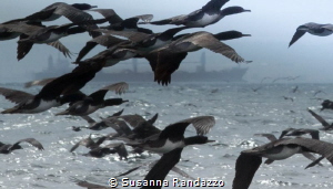 birds & ocean by Susanna Randazzo 